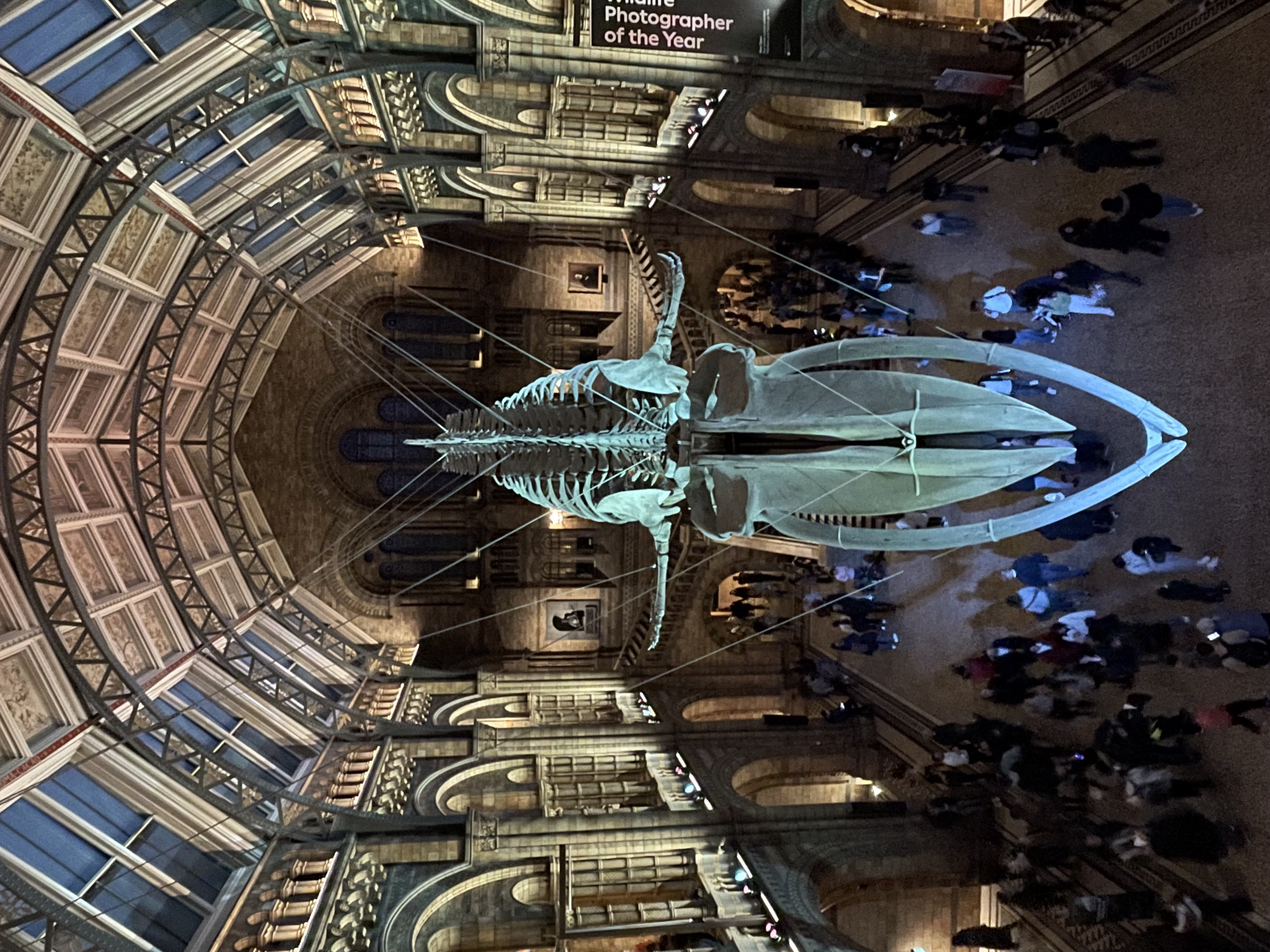 Ballena en la entrada del Museo