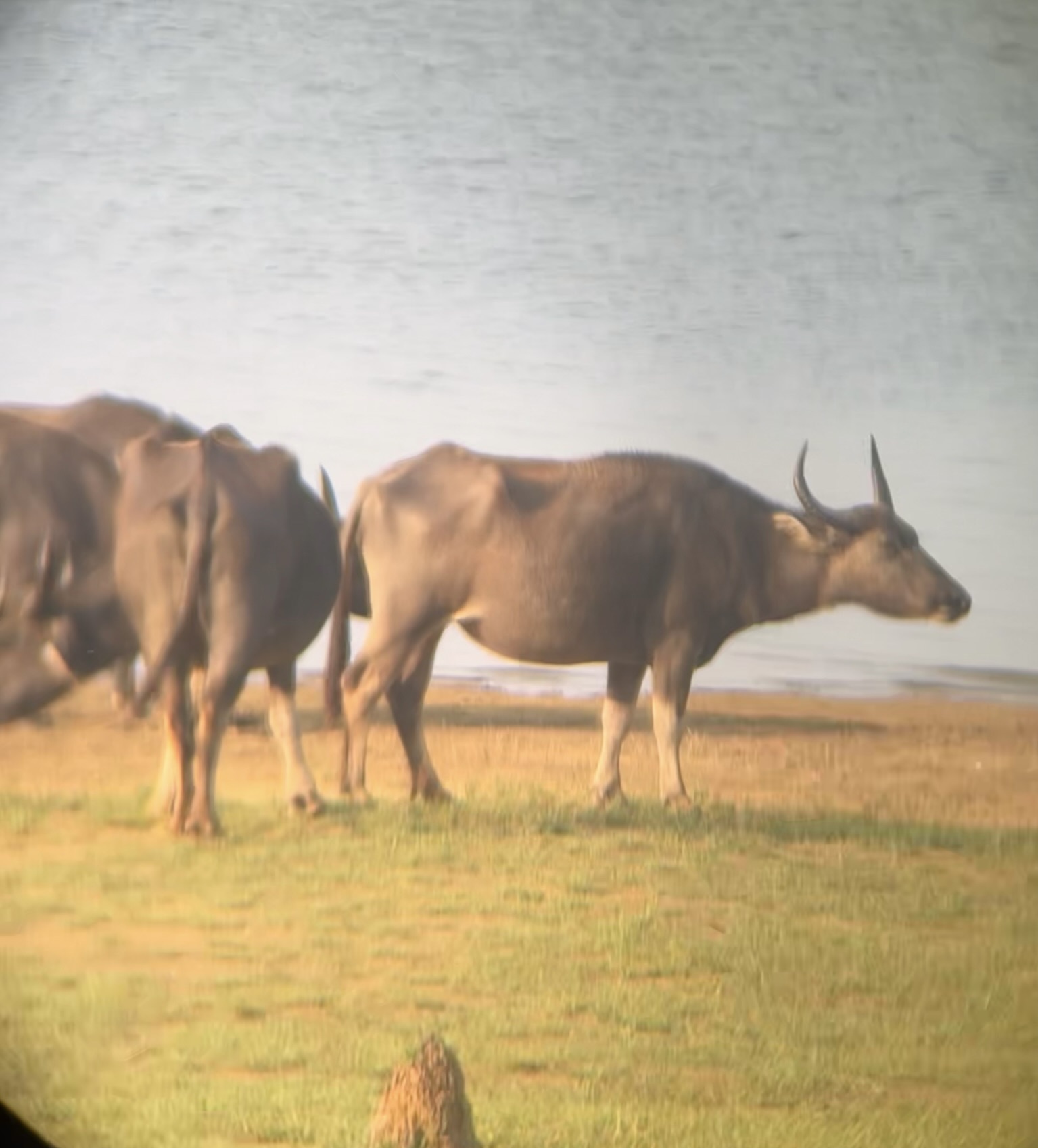 Safari en Sri Lanka: ¿Yala o Udawalawe?