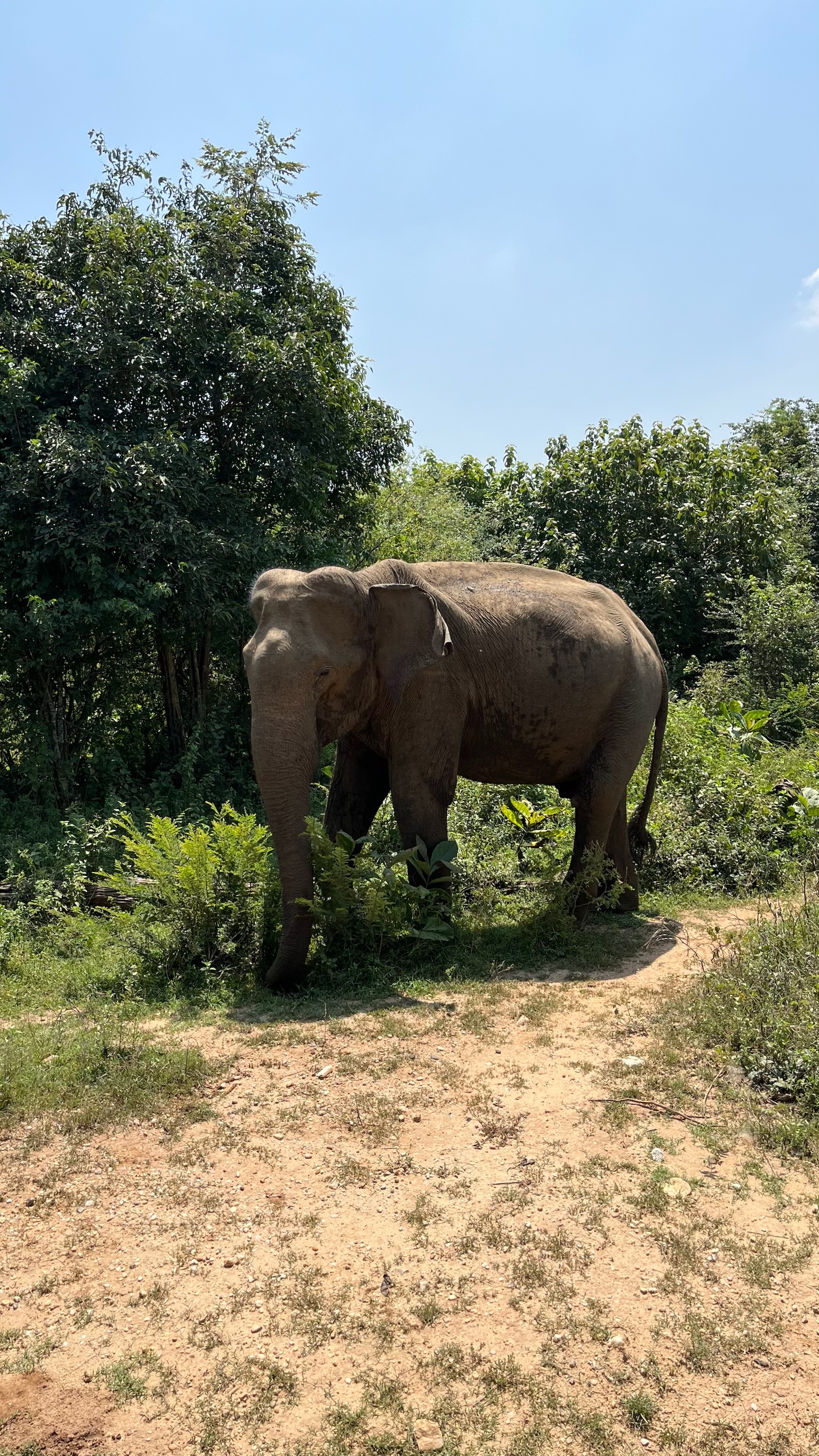 Sri Lanka: La Lágrima de la India 🇱🇰